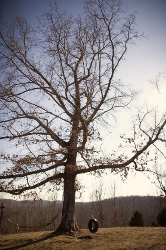 Front Porch Farms Tree with Tire Swing