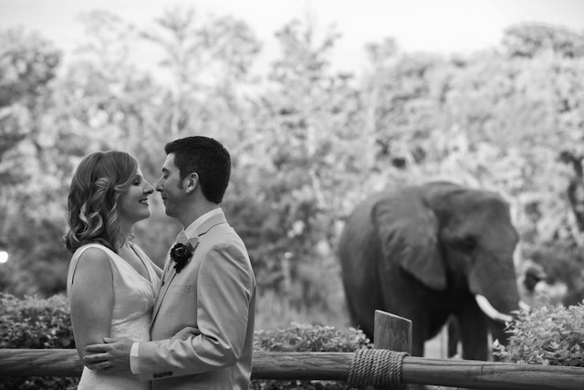 diy nashville wedding, wedding ceremony, nashville zoo, music city events, keoni k photography