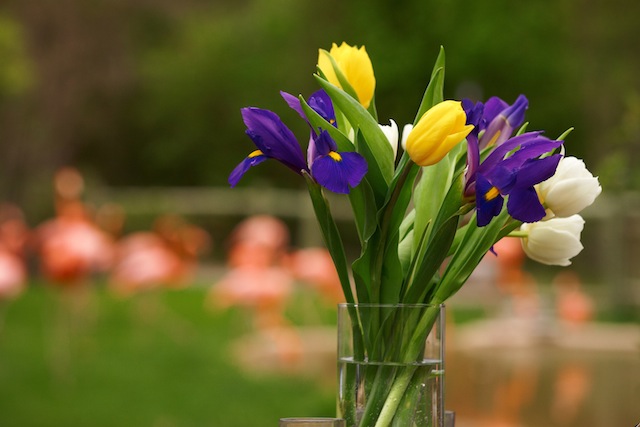 unique nashville wedding venue, nashville zoo wedding, outdoor nashville wedding, rehearsal dinner nashville, bridal shower nashville