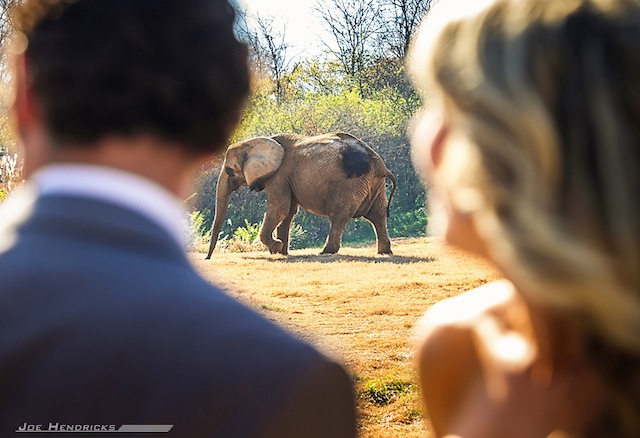 nashville zoo, after wedding photos, joe hendricks photography