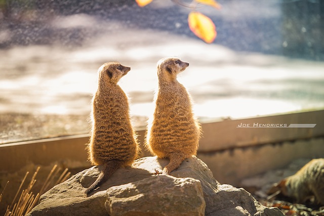 nashville zoo, after wedding photos, joe hendricks photography