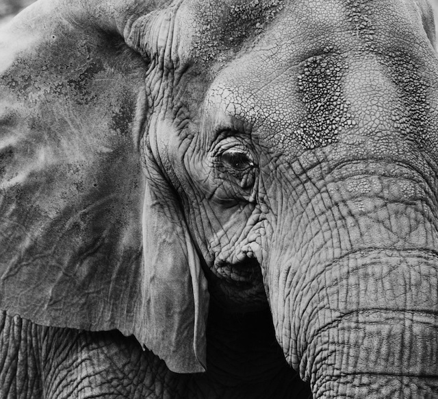 diy nashville wedding, wedding ceremony, nashville zoo, music city events, keoni k photography