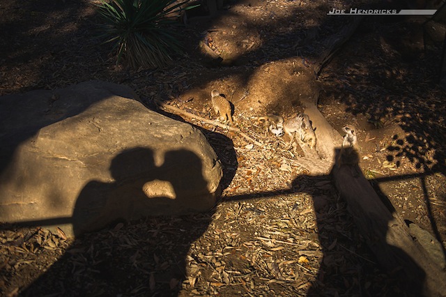 nashville zoo, after wedding photos, joe hendricks photography
