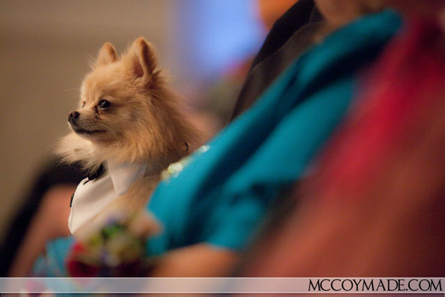 Nashville-wedding-dog-country-budget