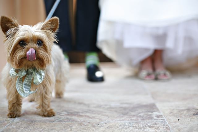 Photographix-Nashville-destination-wedding-photographer