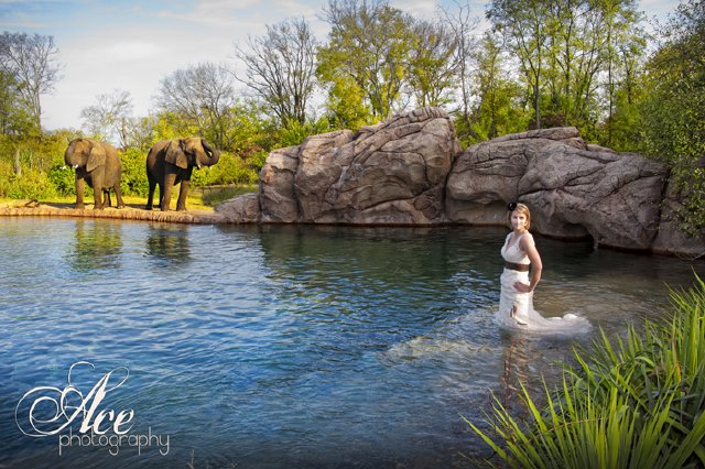 ace photography, nashville zoo, trash the dress, downtown, elephant