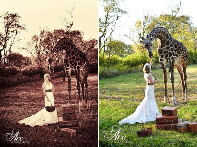 nashville zoo, downtown, giraffe keeper, outdoor, bride shot