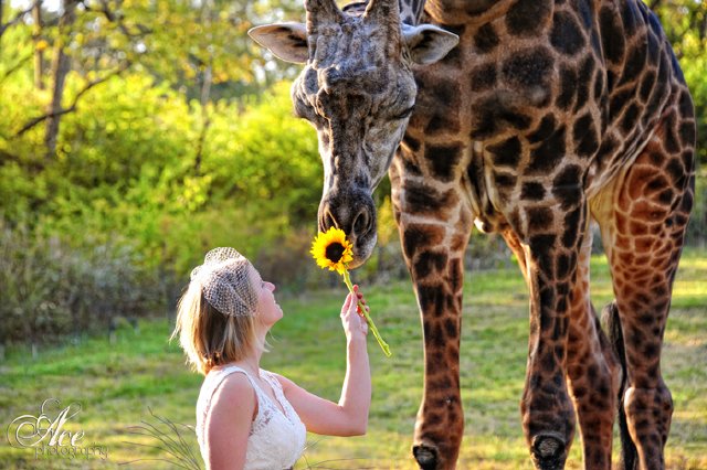 nashville zoo, giraffe keeper, outdoor shot, sunflower, animal print
