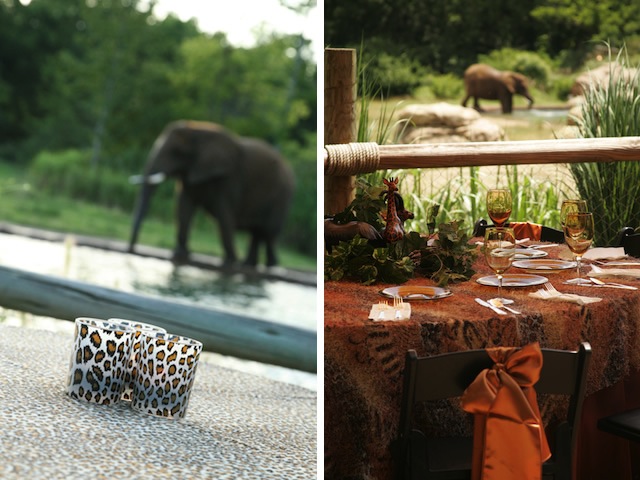 unique nashville wedding venue, nashville zoo wedding, outdoor nashville wedding, rehearsal dinner nashville, bridal shower nashville